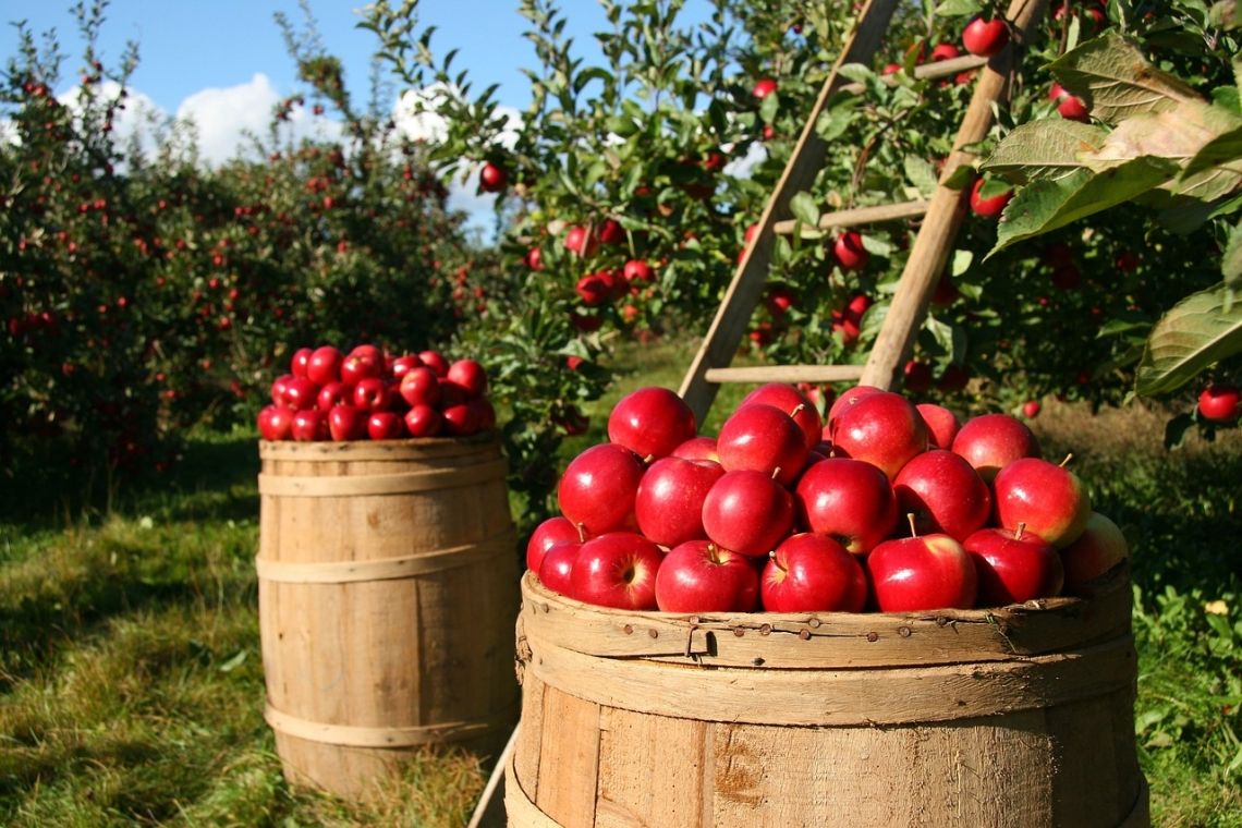 Proiect OUG al Ministerului Agriculturii: închisoare de la 1 la 5 ani pentru micii fermieri