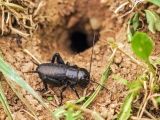 greieri_small Știri Externe