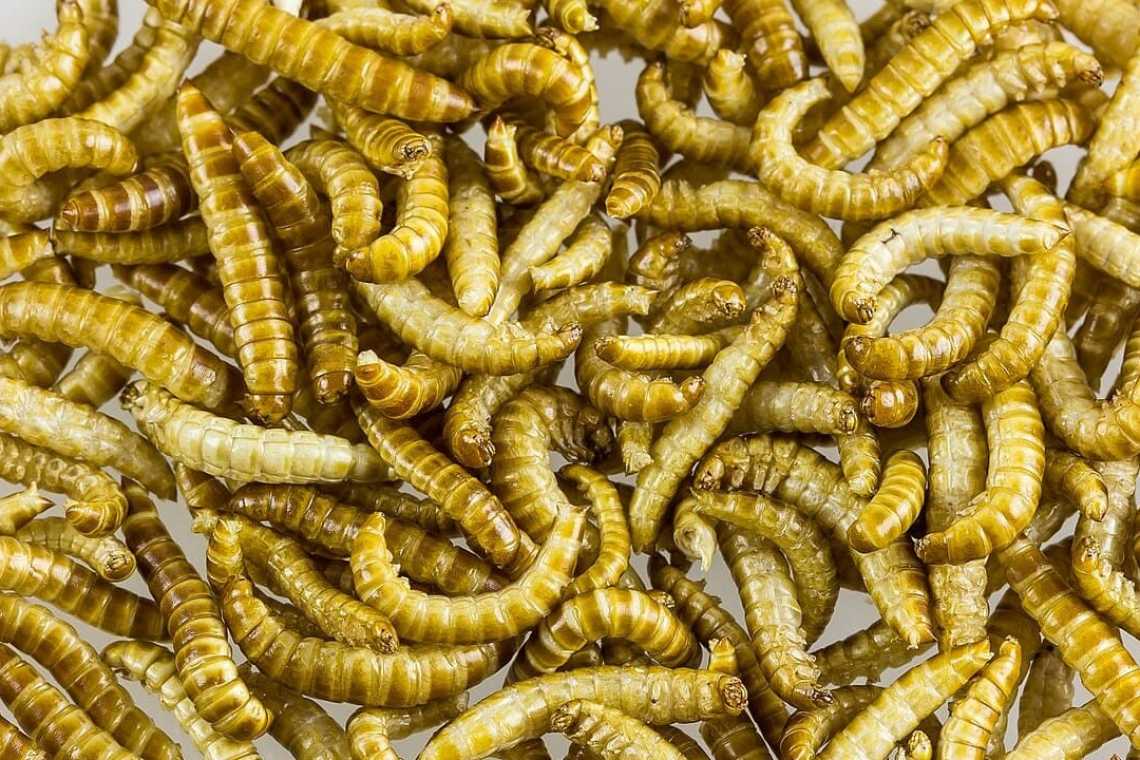 UE: continuă să aprobe insectele comestibile, dar ce spun studiile?