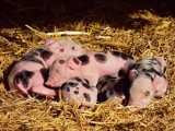 animale-bruxelles_small Economie