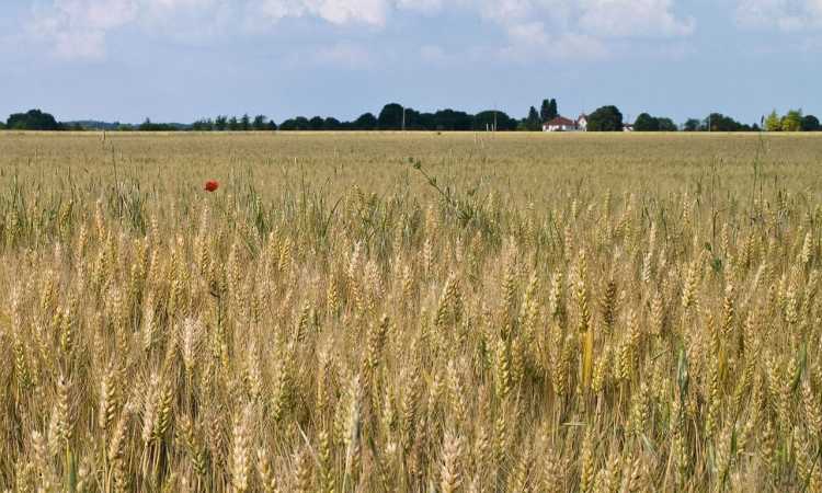 grau_medium Economie