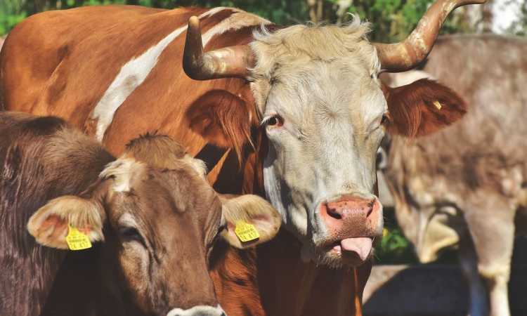 ferme-bovine_medium Economie