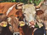 ferme-bovine_small Economie