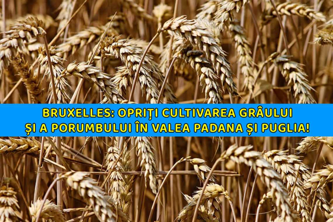 UE: Puglia și Valea Po, opriți cultivarea grâului și a porumbului timp de un an!